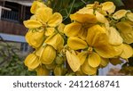 Small photo of Cassia fistula is a plant in the Fabaceae family, a member of the Caesalpinioidea tribe. With bright and beautiful yellow flowers, tengguli is widely planted as an ornamental tree and also as a tradit