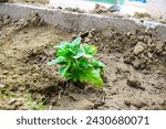 Small photo of basil plant soil, new plant in soil, Basil isolated. Basil leaf on white. Basil leaves top view set.