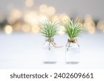 Plants, Free wallpaper, Beautiful wallpaper image. 