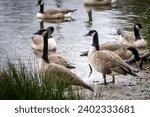 Canadian geese standing by edge ...