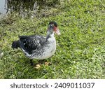 This duck  image photo by the...