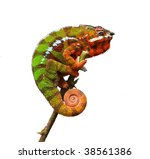 Chameleon   Furcifer Pardalis