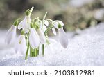 First Spring Snowdrops Flowers...