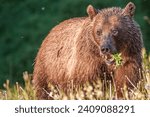 Small photo of Mexican Grizzly Bear (Ursus arctos nelsoni): Another subspecies of the brown bear, the Mexican grizzly bear, went extinct in the mid-20th century.