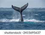 Small photo of Western Gray Whale (Eschrichtius robustus) The western gray whale is a subspecies of the gray whale and is one of the least known and rarest whale populations. They found in the western Pacific Ocean