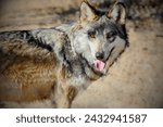 Small photo of Great Plains wolf (Canis lupus nubilus): Also known as the Buffalo wolf, the Great Plains wolf once roamed across the central United States.