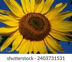 Small photo of SUN FLOWER AMSTERDAM (The common sunflower has a green erect stem covered in coarse hairs, growing on average around 2m tall.)