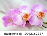 The Branch Of Purple Orchids On ...