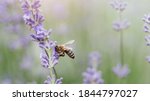 Honey Bee Pollinates Lavender...