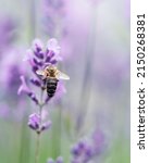 Honey Bee Pollinating Lavender...