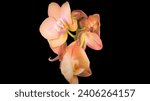 Small photo of Today both Doritis and ×Doritaenopsis is considered synonymous to Phalaenopsis and they're a type of moth orchid. These plants tend to produce a highe