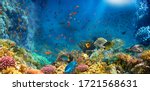 Underwater World. Coral Reef...