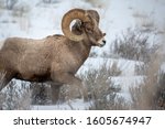 Wild Bighorn sheep roaming through Grand Teton National Park in Wyoming during a winter snow storm 