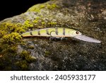 Small photo of Fishing lure wobbler on a wet stone with moss