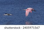 Small photo of The 'redneck' flamingo and ospry flying over beautiful Florida waters.