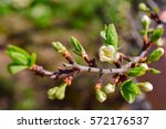 buds and flowers on a branch of a cherry plum, closeup, toning