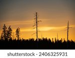 Small photo of Lonely pine tree in silhouette in front of midwinter sun sky