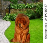 Small photo of Tibetan Mastiff in the green grass, on the background. rare breed.a large size Tibetan dog breed. Its double coat is medium to long, subject to climate, and found in a wide variety of colors