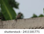 A dove perched on the fence
