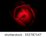 Abstract Rose With Black...