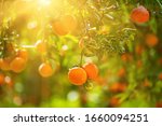 Tangerine Sunny Garden With...