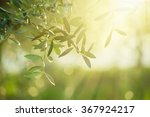Olive tree with leaves, natural sunny agricultural food  background 