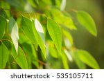 Eucalyptus Green Leaves...