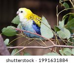 Small photo of Delightful Beguiling Pretty Pale-Headed Rosella with Striking Vivid Plumage.