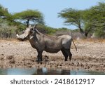 Small photo of Warthog mud wallow in Africa