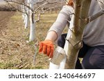 Small photo of Girl whitewashing a tree trunk in a spring garden. Whitewash of spring trees, protection from insects and pests.