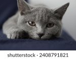 Small photo of In this captivating image, we encounter a lovely British Shorthair cat exuding elegance and grace. With its large, round eyes, its charming gaze seems to capture the entire universe in a single moment
