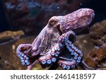 Rare animal an octopus is in...