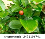 Small photo of CEDAR BAY CHERRY, Eugenia reinwardtiana, red fruit