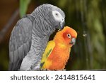 Small photo of Rogue of a gray parrot, eating different colors, and a green background
