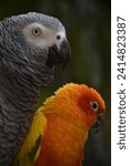 Small photo of Rogue of a gray parrot, eating different colors, and a green background