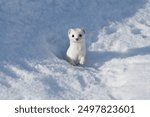 Winter white weasel in the forest park