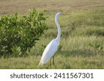 White heron stand in the...