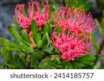 Small photo of A group of flowering Tasmanian waratah (telopea truncate) in the sub alpine forest of Mt Field National Park, part of the UNESCO world heritage temperate wilderness of Tasmania.