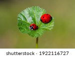 Spring Messenger  Ladybug On...