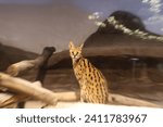Small photo of (Jakarta Aquarium Safari, December 3, 2023) Picture of a Serval named Sena with zooming method of photography to capture the serval's facial expression in a glassed habitat.