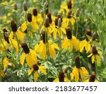 Flowering Mass Yellow Prairie...