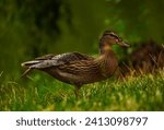 Animal  bird  duck  outdoors ...