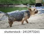 Small photo of dog swimming in a river, dogs in a park, dog on the beach, dog playing in the sand, small breed dogs swimming.mixed breed dogs, small breed dogs