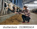 Young woman farmer looking after cows at cowshed
