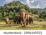 Elephants In Chiang Mai....