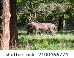 A Large Male Deer Stands On The ...