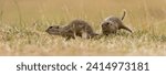 Small photo of Two ground squirrels in a petty squabble