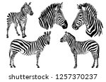 Graphical Set Of Zebras ...