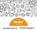 Walnut Nuts Hand Drawn Sketch....