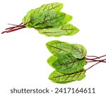 Small photo of bunch fresh leaves of green Chard leafy vegetable (mangold, beet tops) isolated on white background